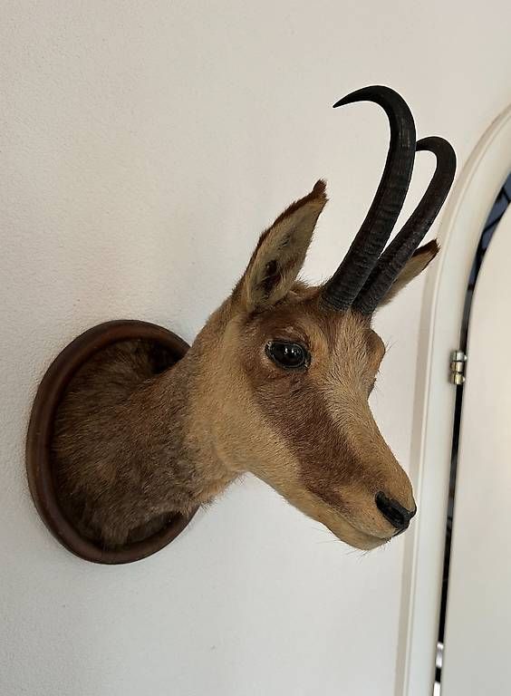 Il mondo degli animali: Tête de chamois – Usato da Ecublens venduto da achille1954 2