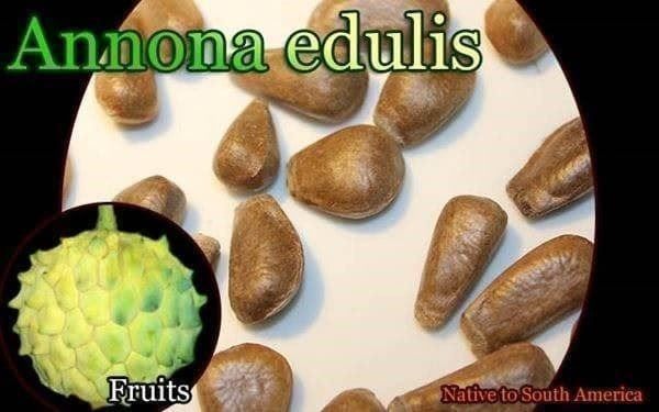 Piante & sementi: Annona Edulis FRUIT TRES RARE 2g – Nuovo (secondo la descrizione) da Bremblens venduto da FIBONACCI369 2