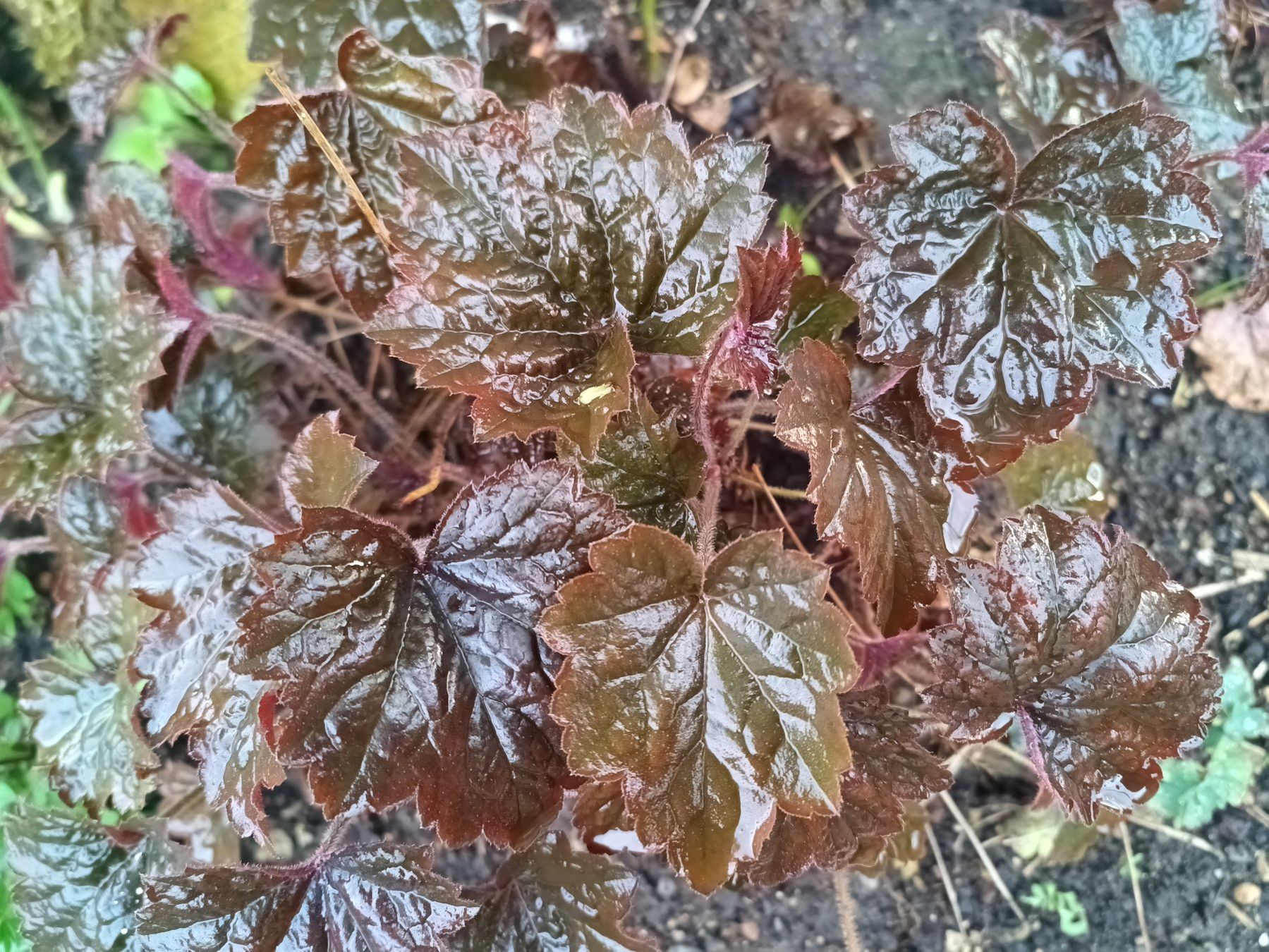 Pflanzen & Samen: Heuchera  x Schattenstaude – Gebraucht aus Zug von SirGoldFish