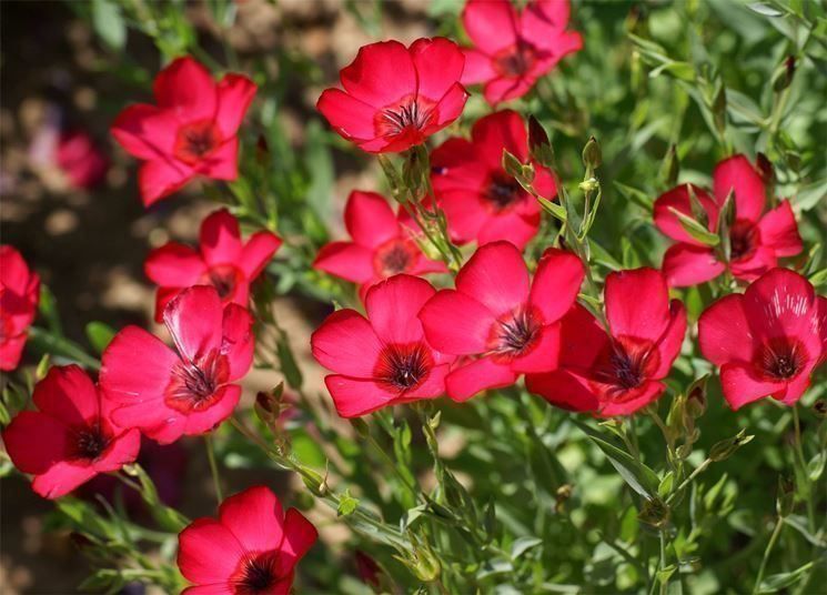 Piante & sementi: Linum grandiflorum LIN ROUGE  20x – Nuovo (secondo la descrizione) da Bremblens venduto da FIBONACCI369 2