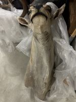 Elan Antilope Trophäe Jagdtrophäe Afrika Deko Hirschgeweih