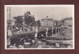 GENEVE - Pont du Mont Blanc - Mouettes