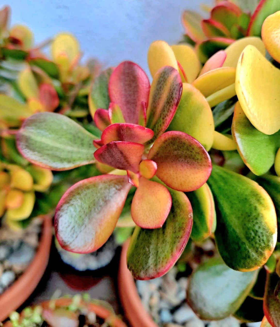 Piante & sementi: Crassula ovata 'Hummel's Ghost' – Nuovo (secondo la descrizione) da Zürich venduto da The_Plant_Wizard