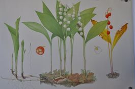 Schulwandbild 94 Maiglöckchen Marta Seitz 1957 B