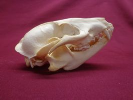 Fuchs - Schädel, Zähne, Kiefer, Dekoration, Jagd, Kopf