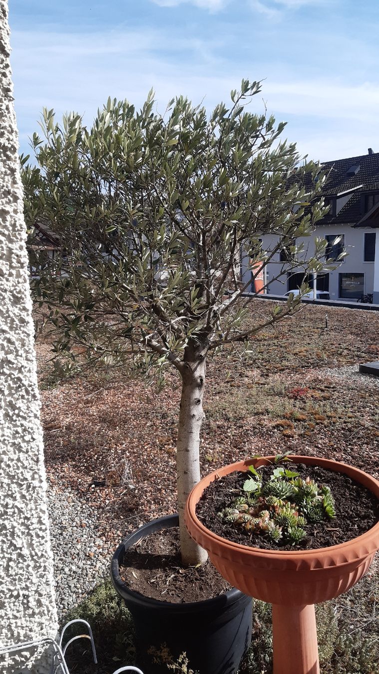 Pflanzen & Samen: Olivenbaum – Gebraucht aus Mettmenstetten von Sile100