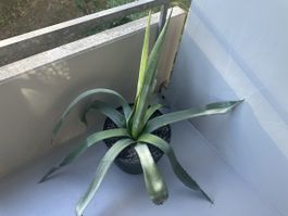 Agave groß und kräftig 
