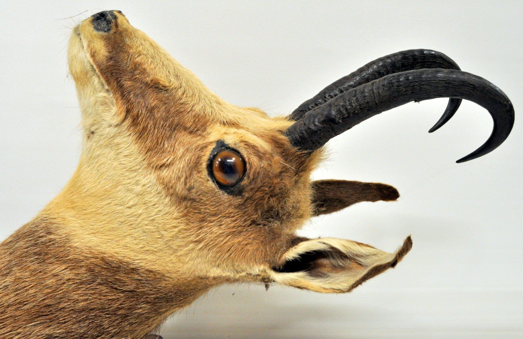 Il mondo degli animali: Tête de chamois naturalisée – Usato da Neuchâtel venduto da Neuchatel 6