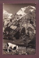 Groppi mit DOLDENHORN - Oeschinensee - 1937