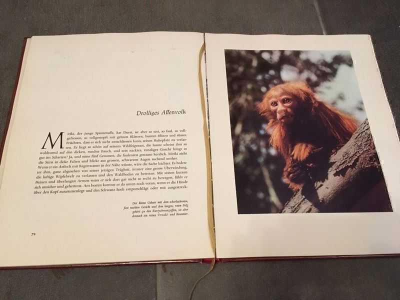Alben: Das Beste von Walt Disney Blücher – Gebraucht aus Bergdietikon von book-4-you 2