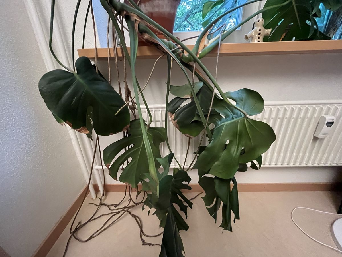 Plantes & graines: Monstera Pflanze – D'occasion à Zürich par ju1ian 2