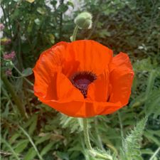 Profile image of amapola
