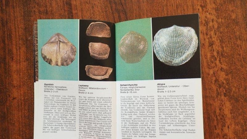 Bücher: Fossilien Bücher – Gebraucht aus Rickenbach BL von Oktober68 6