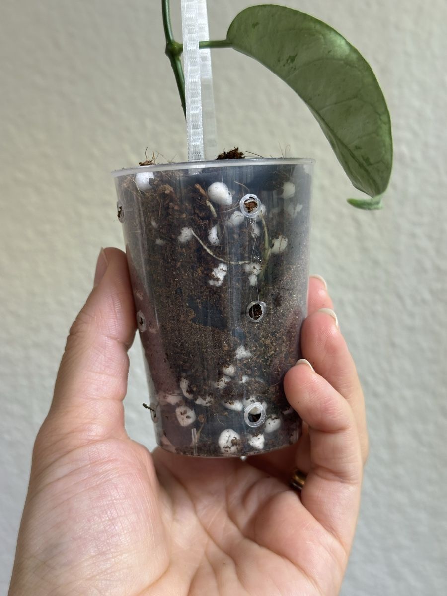 Piante & sementi: Hoya Coriacea Silver – Nuovo (secondo la descrizione) da Luzern venduto da cri_sf22 1