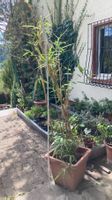 Bambus Pflanze im Topf gebraucht gut erhalten