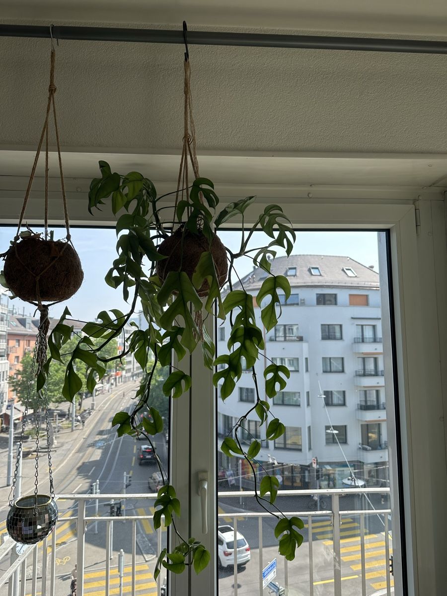 hängender philodendron Trailing Philodendrons Pflanzenset – 4 hängende Philodendron-Formen