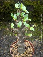 Adenium Arabicum - Die Wüstenrose für dein Zuhause!