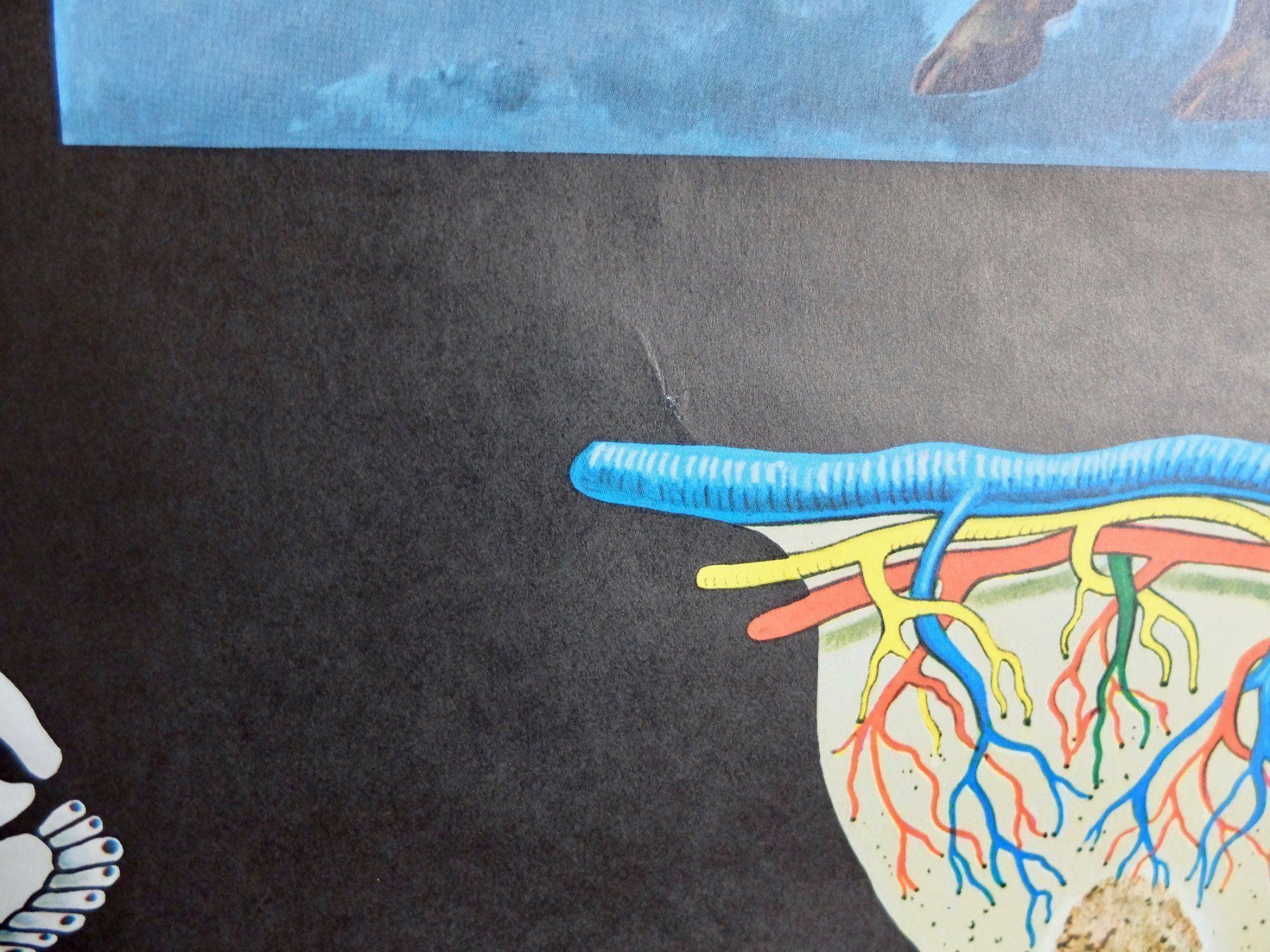 Posters & Illustrations: SCHULWANDBILDER - ZOOLOGIE - HAUSRIND – D'occasion à Goldach par Gaip 2