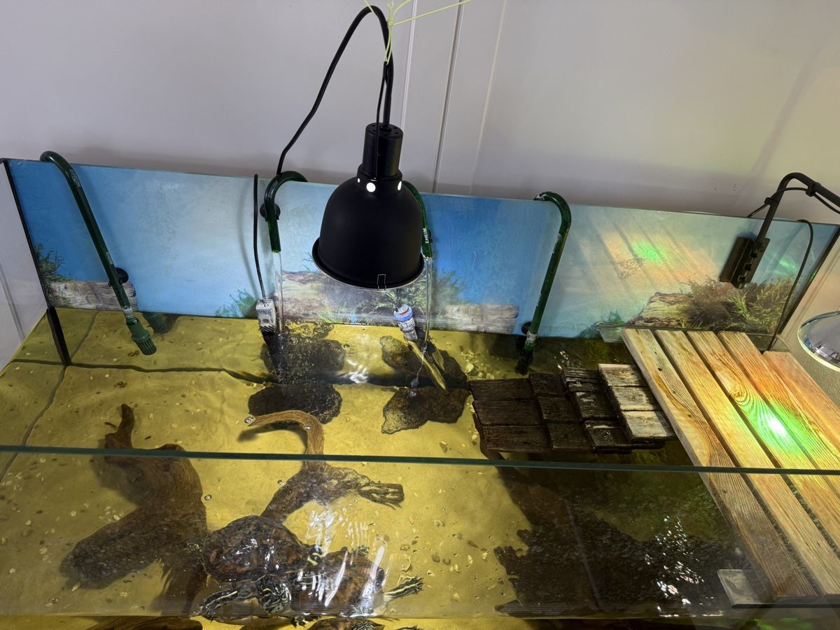 Acquari: Aquarium mit Schildkröten – Usato da Embrach venduto da Bokis