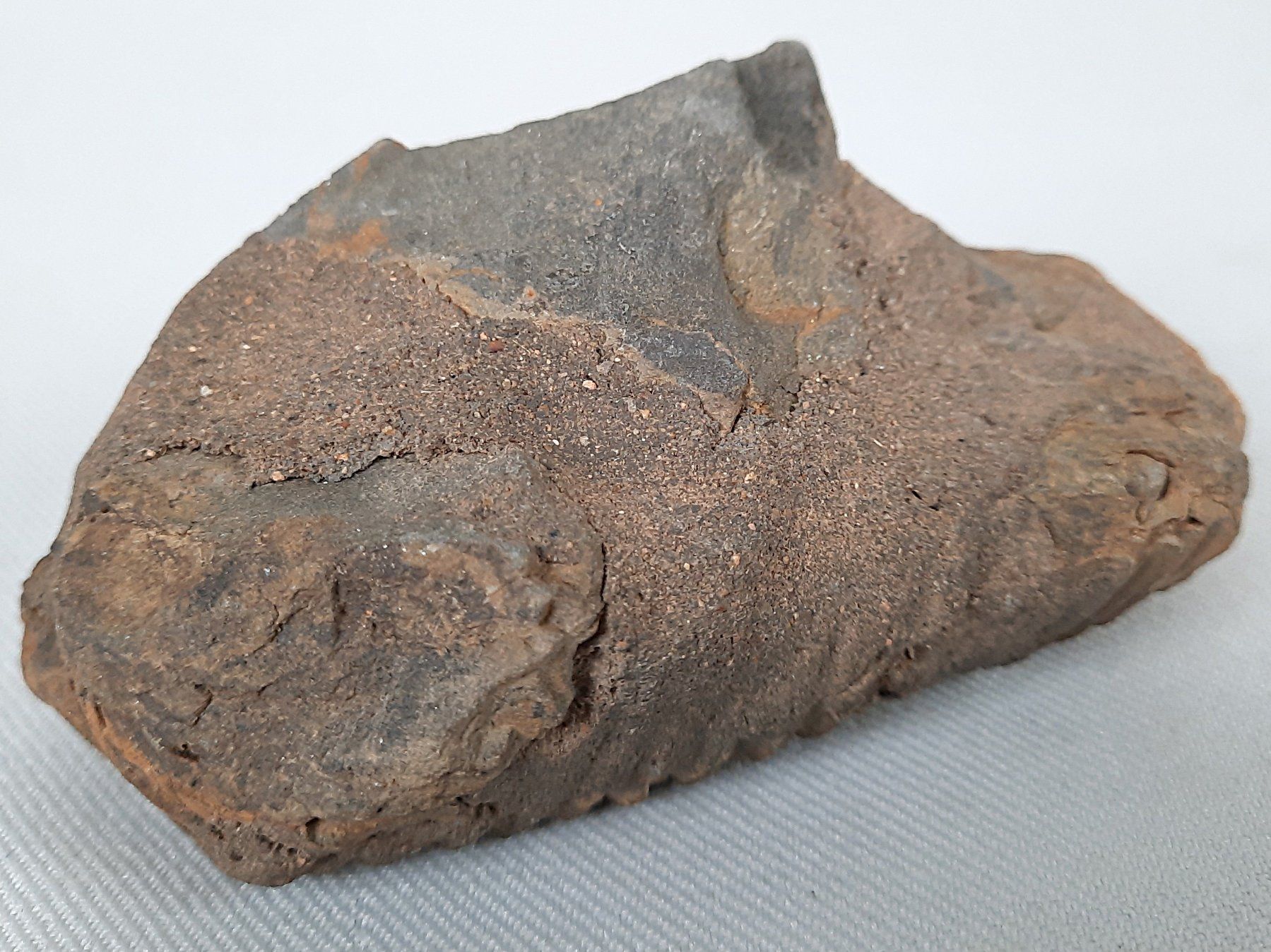 Fossili: Fossile Trilobiten – Usato da Beinwil am See venduto da Restwert_Beinwil 8