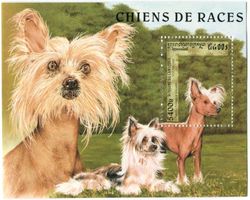 Block "Hunde". Kambodscha