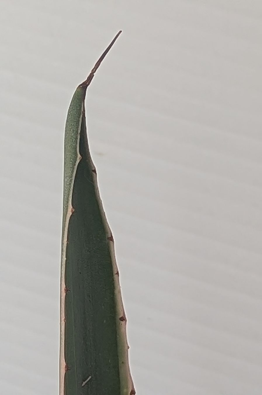 Pflanzen & Samen: Agave variegata  – Gebraucht aus Comano von che_8lc2 1