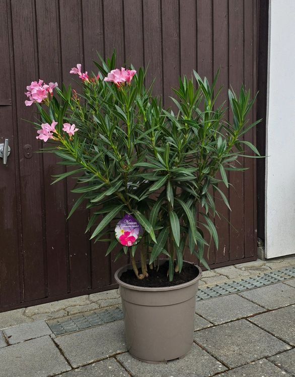 Pflanzen & Samen: Oleander Tricolor – Gebraucht aus Aarburg von popkorn65 2