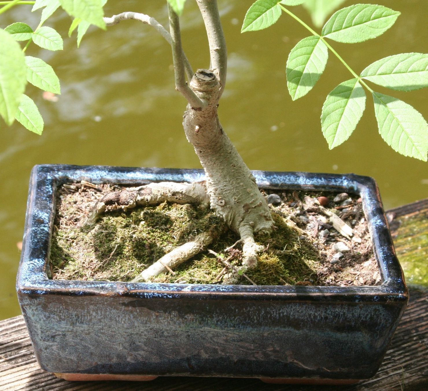 BONSAI - Esche (Neu (gemss Beschreibung)) in Gretzenbach fr CHF 37  nur  Abholung auf Ricardo kaufen