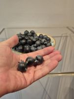 50 St.Blaubeeren sehr realistisch