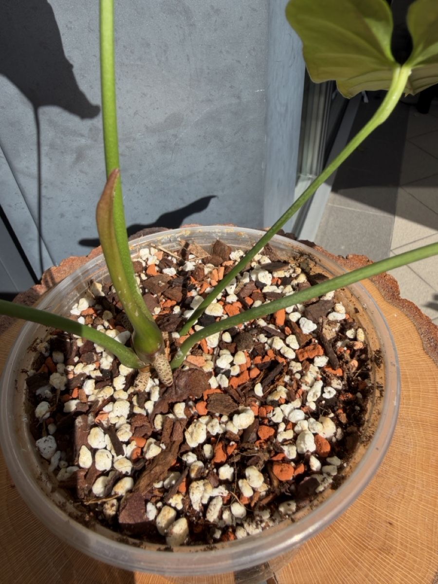 Piante & sementi: Anthurium bullatus – Nuovo (secondo la descrizione) da Buchrain venduto da Stetoscop 2