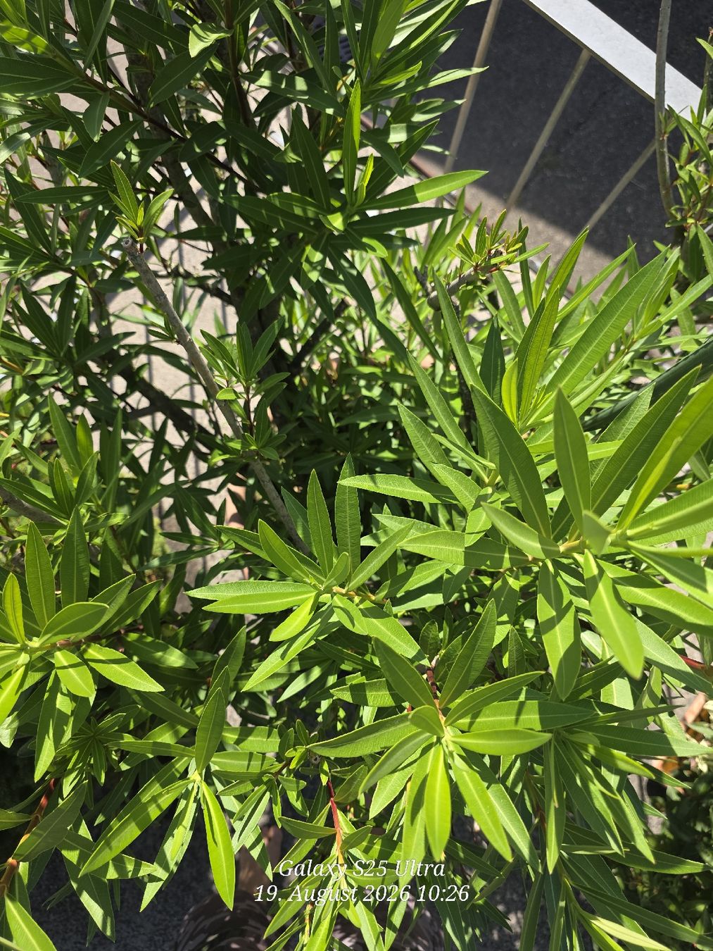 Plantes & graines: Sehr Käfiger Oleander – D'occasion à Sonterswil par 1234ralf 5