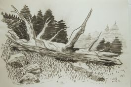 40 Natur Zeichnungen