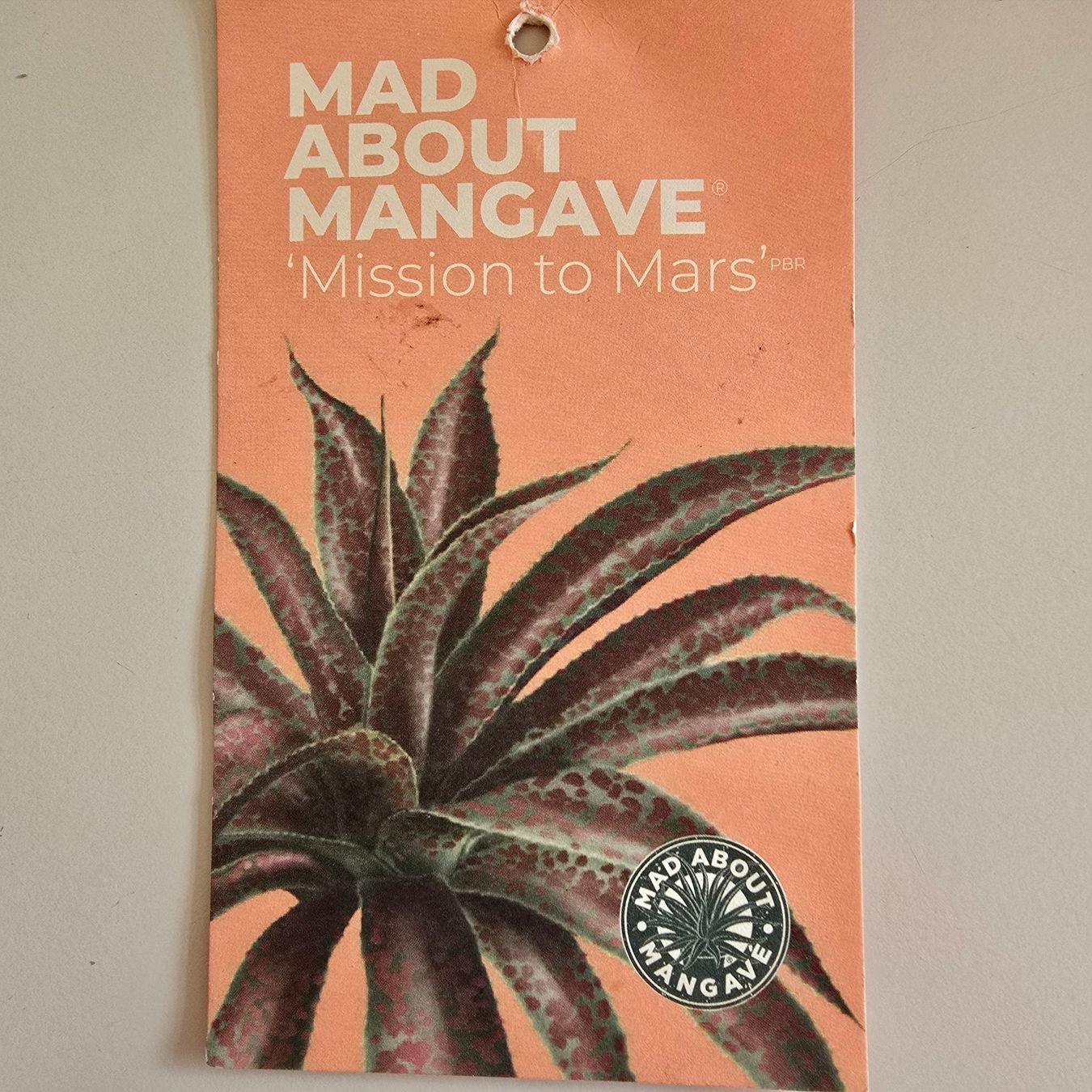 Plantes & graines: Mangave – D'occasion à Werthenstein par Zita12 6