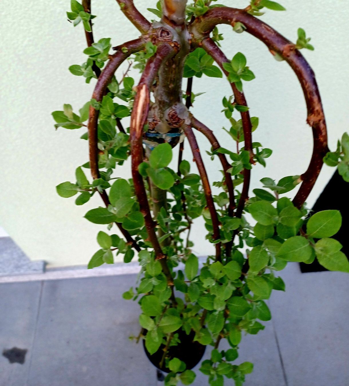 Piante & sementi: 50 cm Hängeweide SALIX CAPREA KILMANROCK – Nuovo e nell'imballaggio originale da Rovio venduto da POSITIFFARTandPLANTS 5