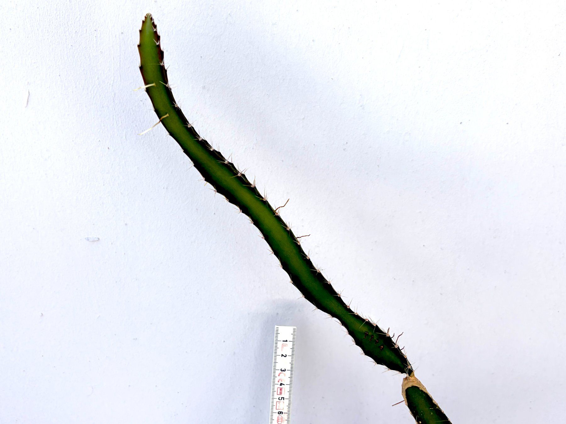 Piante & sementi: Drachenfrucht-Pflanzen, (rotfleischige Drachenfrucht) – Usato da Boll venduto da NRie 2