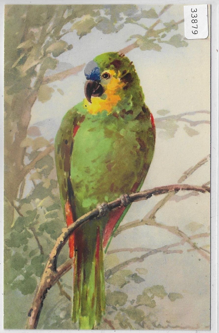 Cartoline postali: Catharina Klein - Papagei - Litho – Usato da Ettingen venduto da Kartenplanet