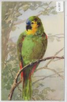 Catharina Klein - Papagei - Litho