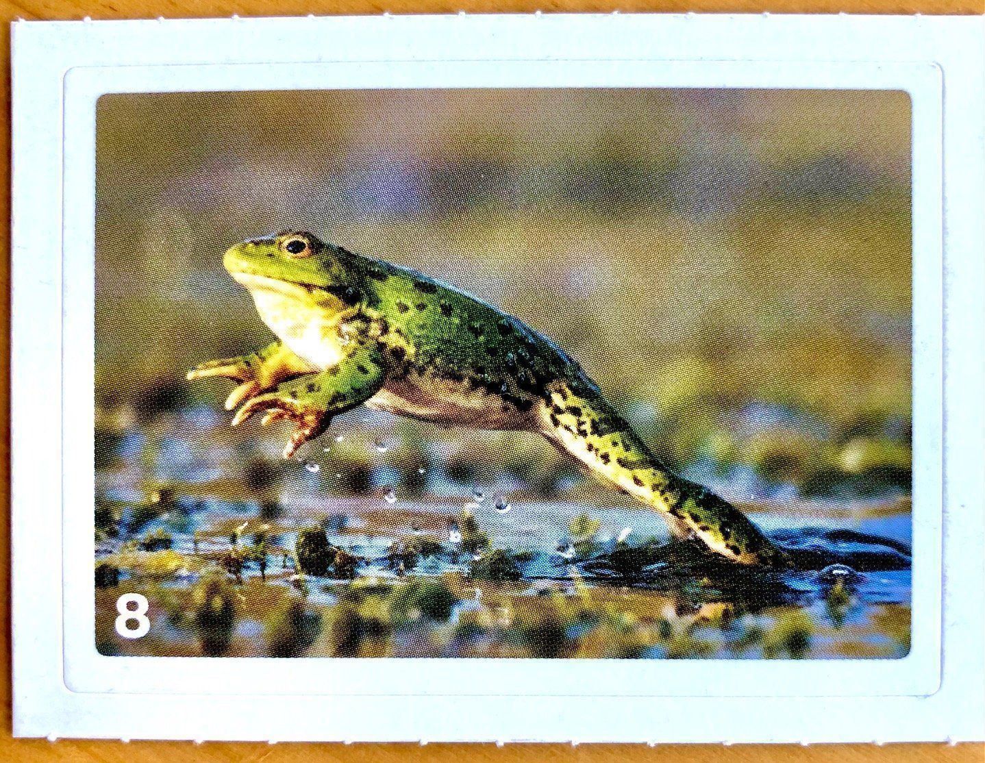 Migros Carte collezionabili: Migros Nature Detectives - Bild Nr. 8 – Nuovo (secondo la descrizione) da Oberrieden venduto da Zimmerberg10