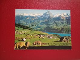 Amden St.Gallen Gesamtansicht weidende Kühe 1981
