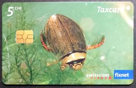 Taxcard - Breitflügel-Tauchkäfer - CH
