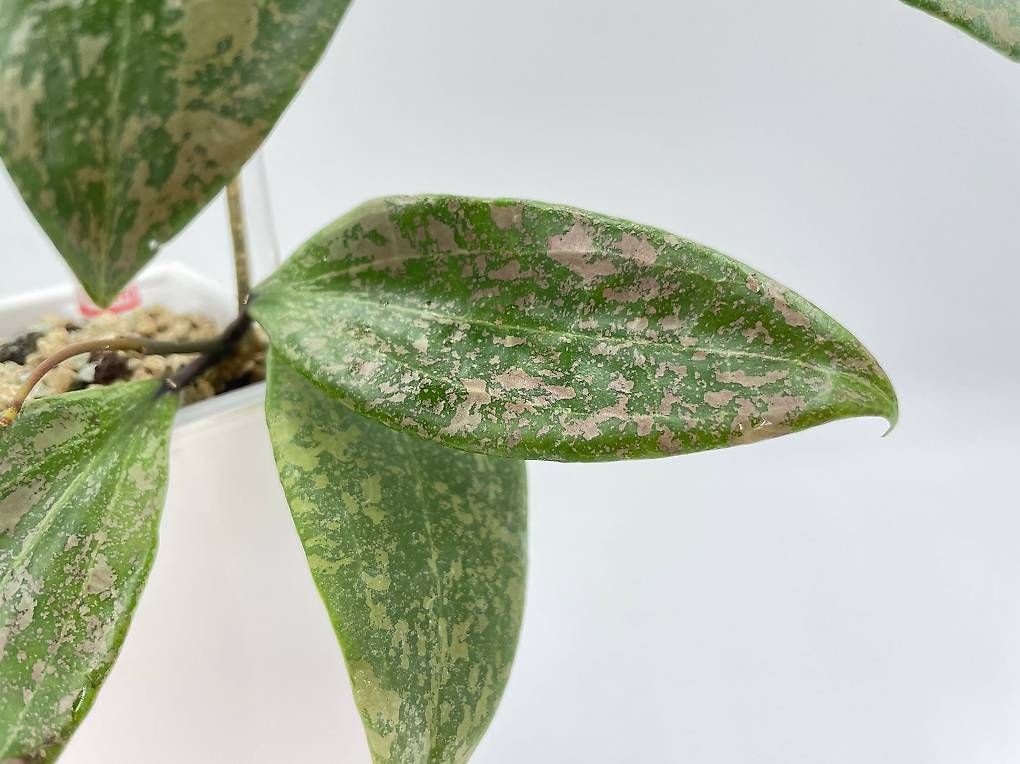 Piante & sementi: Hoya verticillata IML 1618 in Semihydro – Nuovo (secondo la descrizione) da Bühler venduto da googelibear 3