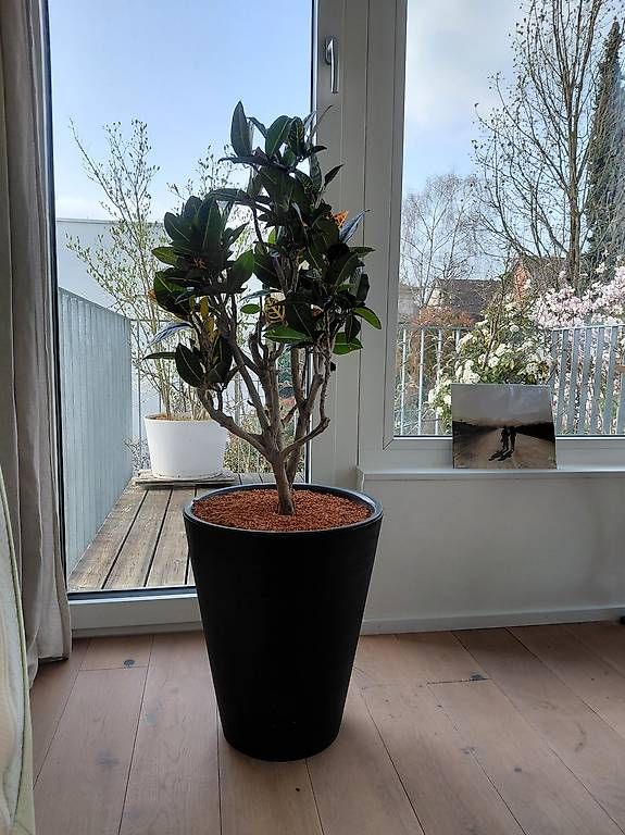 Piante & sementi: Tropische Codiaeum Croton Pflanze – Usato da Binningen venduto da eli_rcf2 1