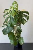 Monstera deliciosa albo variegata, 80cm, hoher Weissanteil