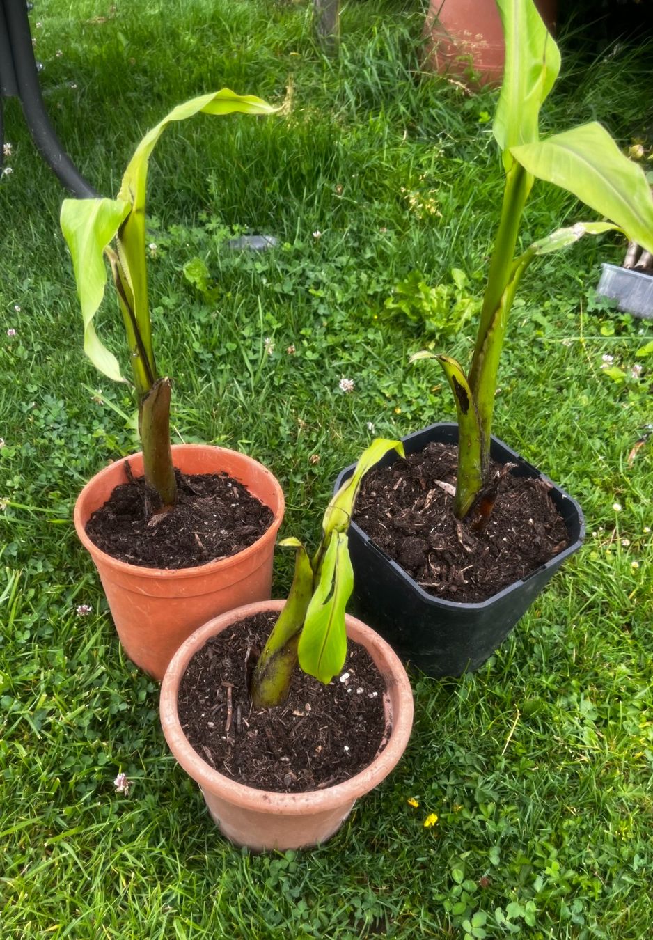 Piante & sementi: Bananen Jungpflanzen – Nuovo (secondo la descrizione) da Vinelz venduto da Wellensittich55 1