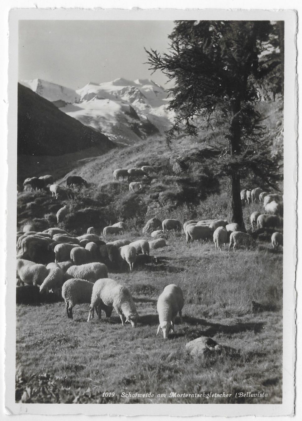 Ansichtskarten: Schafherde am Moratschgletscher – Gebraucht aus Hefenhofen von Richsalz