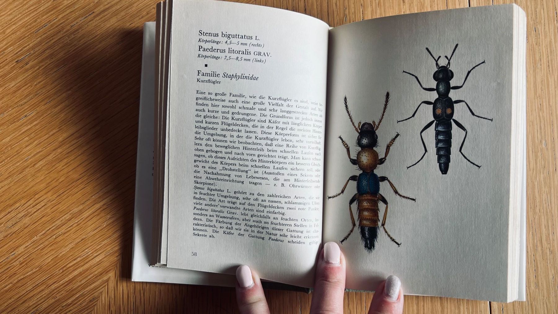 Libri: Taschenatlas der Käfer von Dausien, 1978 – Usato da Schübelbach venduto da Dolly990_2 4