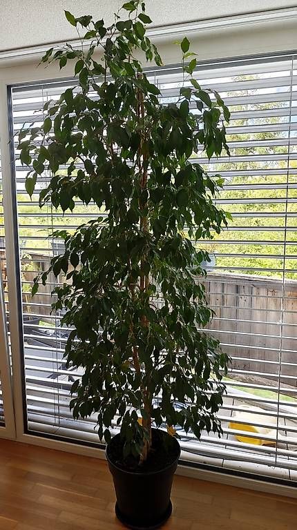 Piante & sementi: Ficus Benjamina - Birkenfeige 250cm – Nuovo e nell'imballaggio originale da Boll venduto da ttr-fun