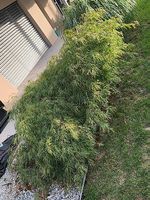 Japanischer Schlitzahorn zu verkaufen