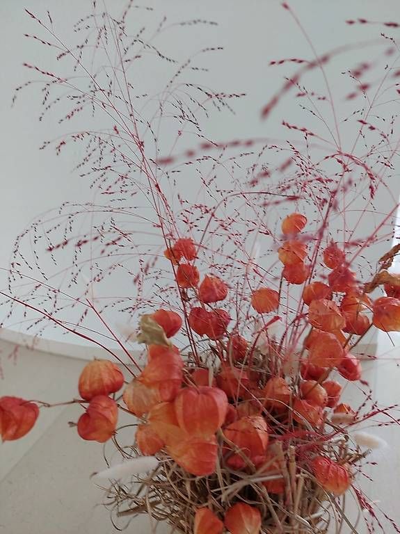 Tutte le decorazioni: Trockenblumen  Dekoration neu – Nuovo e nell'imballaggio originale da windisch venduto da gravity2 1