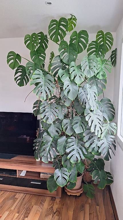 Piante & sementi: Plante Monstera – Usato da Constantine venduto da Binggo3 1